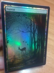 Forest #01 Foil Extended